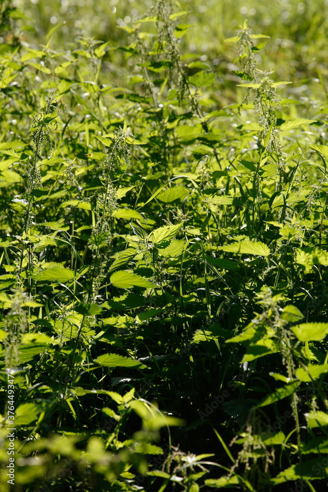 Obraz premium Brennesselblätter, Brennnesseln, Urtica dioica, Hintergrundbild