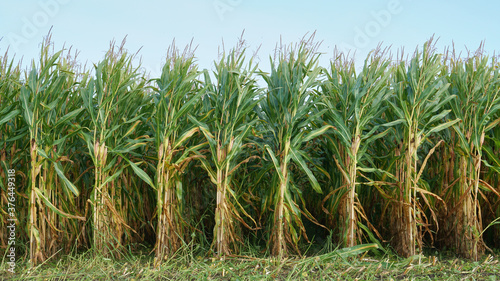 Front view on straight rows of maize plants on the field with ripe cobs and ready to be harvest for silage