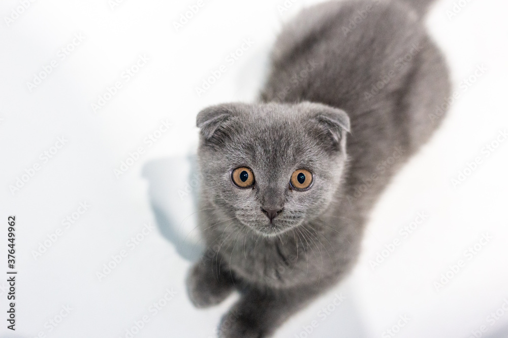 Scottish Fold gray kitten