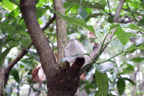 diamond dove