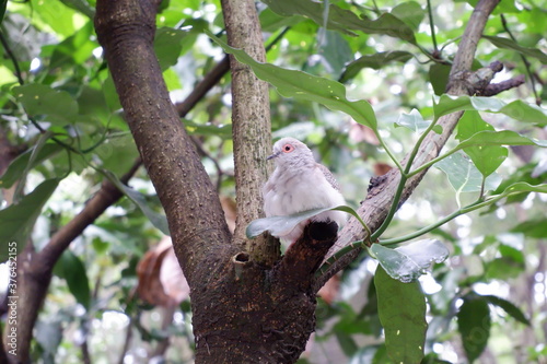 diamond dove