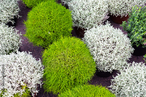Potted herbs. Botanical bac...