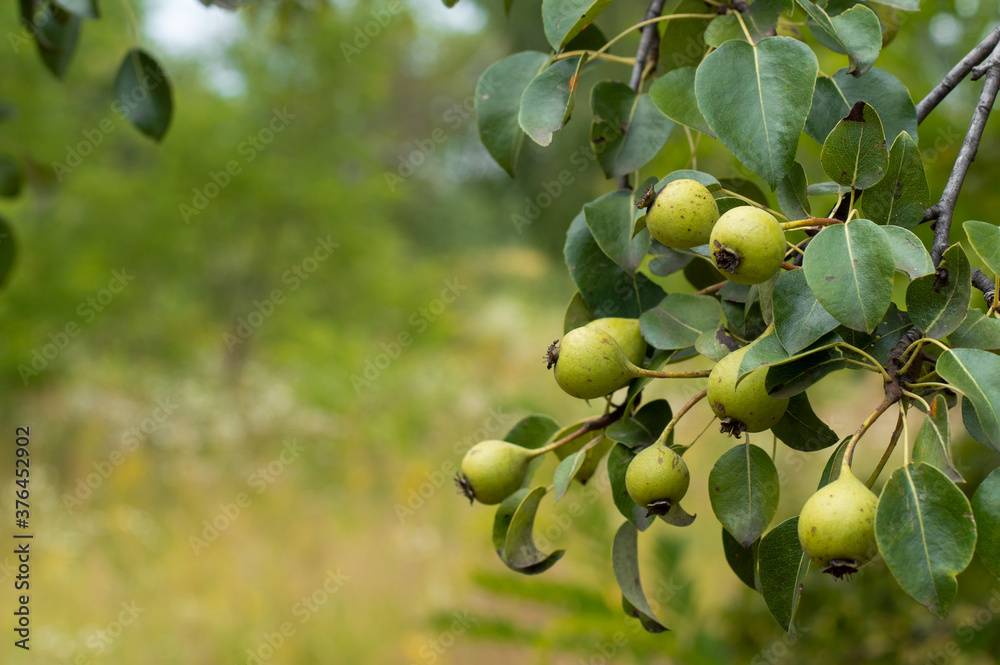 A sprig of wild pears with fruits on a background of greenery.