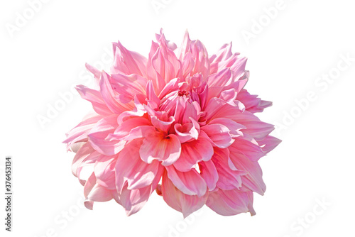 pink dahlia flower isolated on white