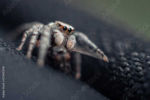 spider jumper on a black background. Unusual eyes.