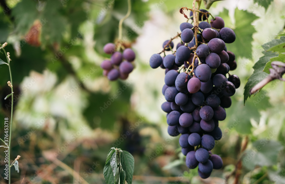 Ripe red grapes hang in a cluster on a green vine in the vineyard. Black maiden grapes, large bunch. Delicious and healthy fruits, fresh autumn harvest. Vine on the side and plenty of space for text. Ripe red grapes hang in a cluster on a green vine in the vineyard. Black maiden grapes, large bunch. Delicious and healthy fruits, fresh autumn harvest. Vine on the side and plenty of space for text.