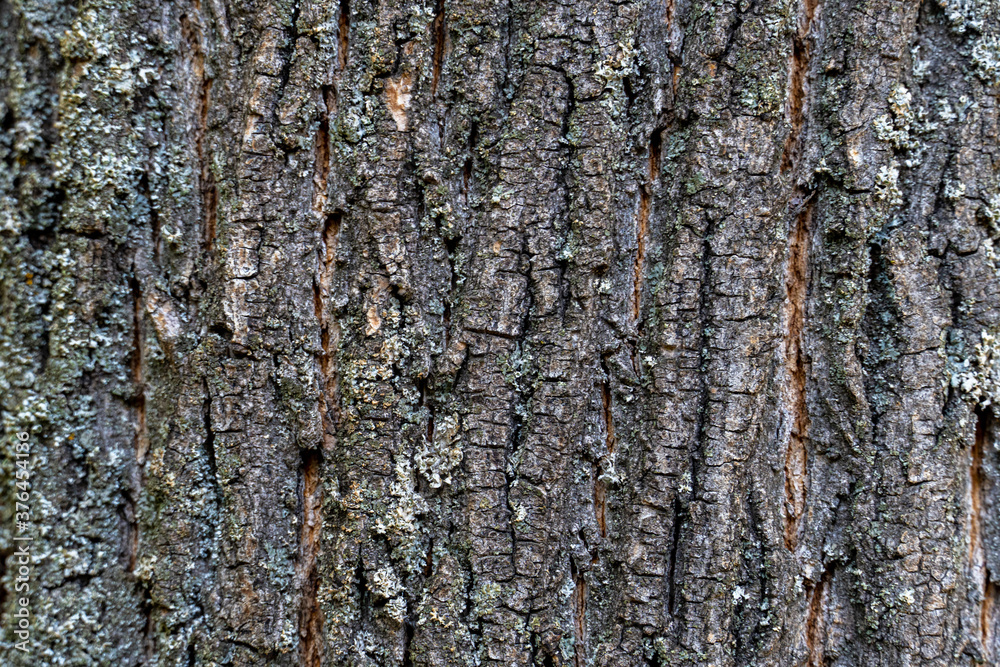 Fototapeta premium dry tree bark with cracks and moss background close up