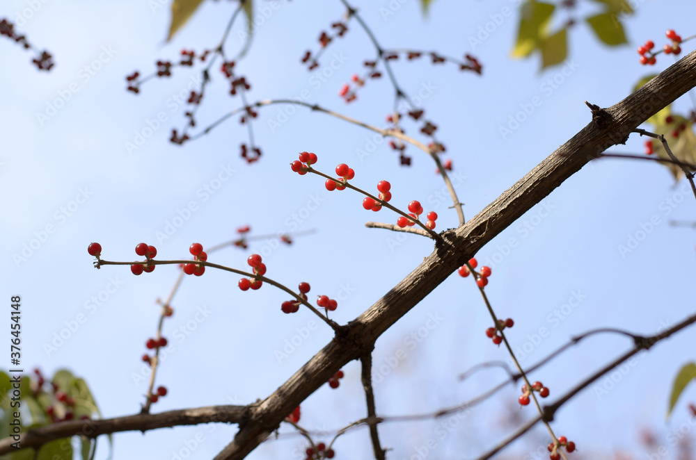 The red berries of Dwarf Honeysuckle on a background of blue sky The red berries of Dwarf Honeysuckle on a background of blue sky