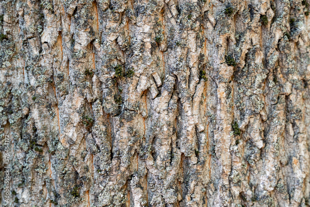 dry tree bark with cracks and moss background close up
