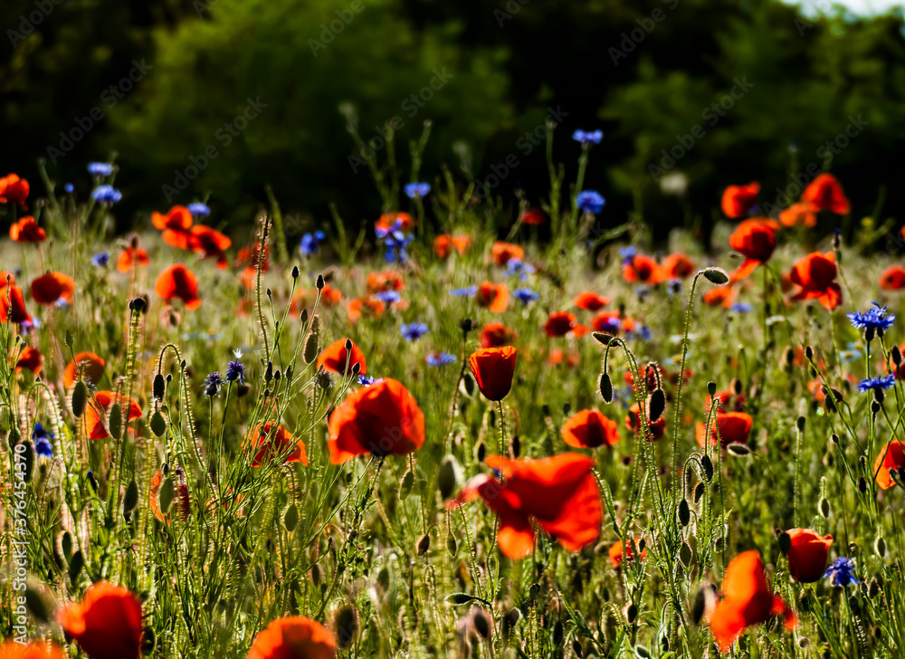 Obraz premium poppies in the field