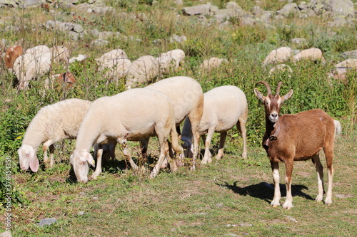 Goat and sheeps in mountain meadows