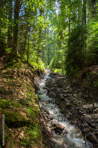 small river near T  ul Z  nelor Lake  protected area  eastern Transylvania  Bistri  a-N  s  ud 2020