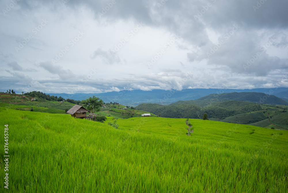 Green Terraced Rice Field in Pa Bong Pieng , Mae Chaem, Chiang Mai, Thailand.