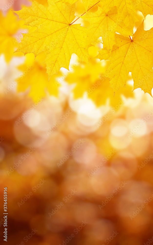 Fall blurred background. Fall blurred background.