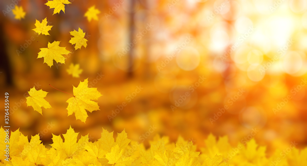 autumn background with maple leaves autumn background with maple leaves