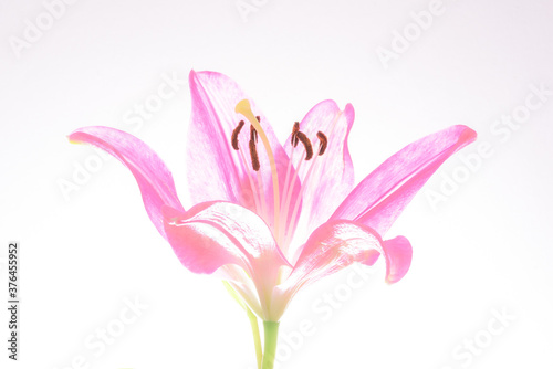 A single, pink Lilly, in blossom, isolated against a bright white background