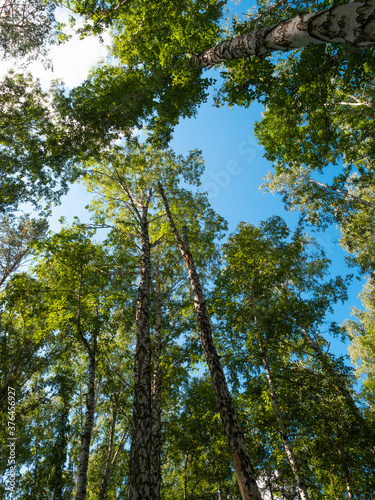 Blue sky and tall birch trees wide angle view from the ground to the sky.