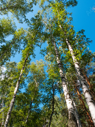 Blue sky and tall birch trees wide angle view from the ground to the sky.