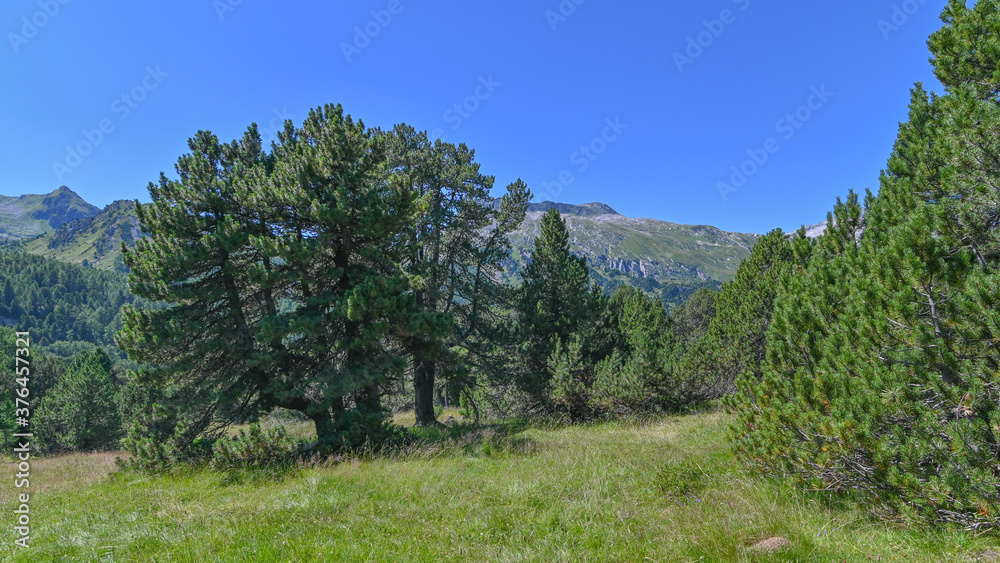 Fototapeta premium Panorama di pini in alta montagna in agosto, con cielo blu in sottofondo