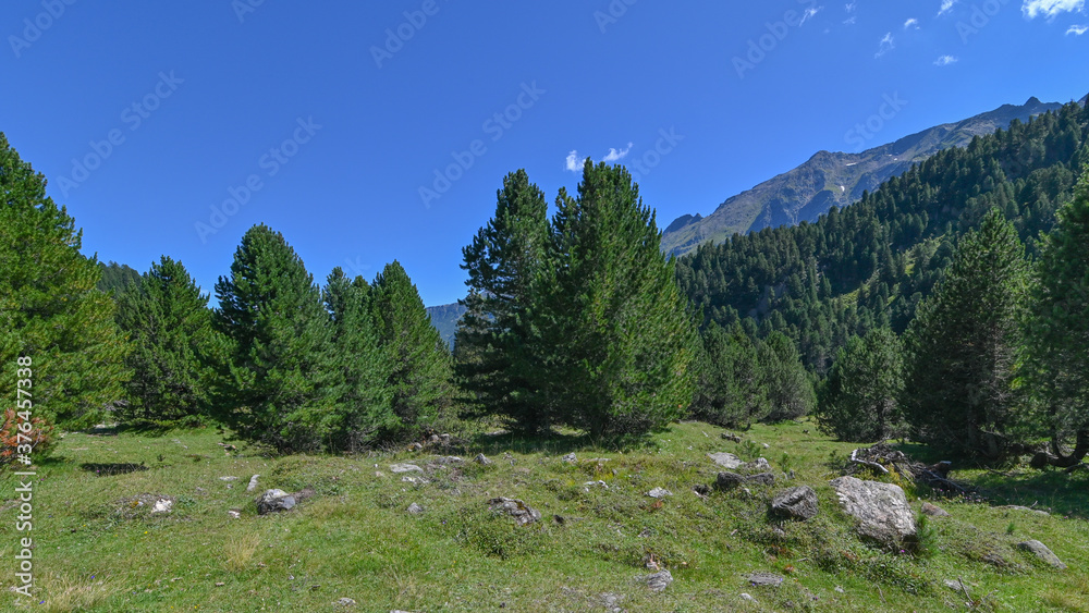 Panorama di pini in alta montagna in agosto, con cielo blu in sottofondo