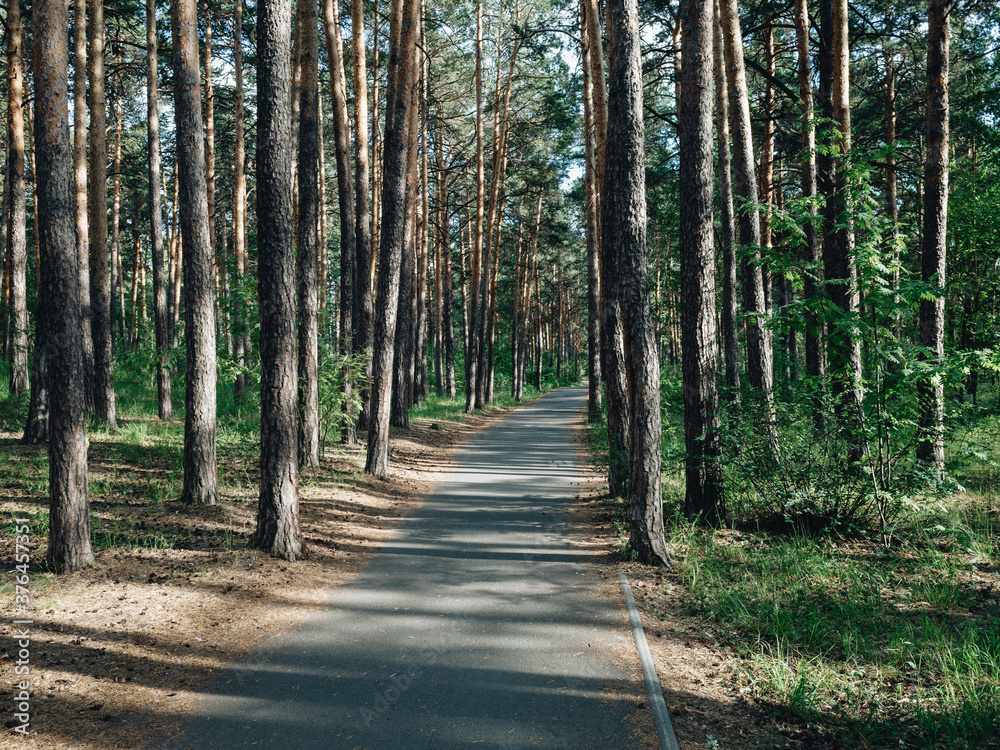 Asphalted foot lane among the tall pine trees in park area at sunny say. Pathway in pine forest at summer day Asphalted foot lane among the tall pine trees in park area at sunny say. Pathway in pine forest at summer day
