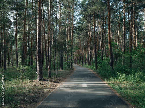 Asphalted foot lane among the tall pine trees in park area at sunny say. Pathway in pine forest at summer day