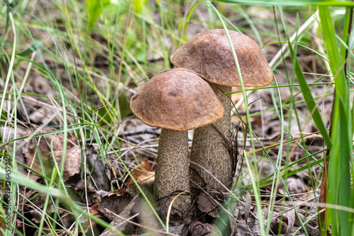 A group of beautiful birch mushrooms on a gray stalk with a brown cap in the forest against a background of grass