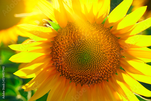 sunflower - bright field with yellow flowers  beautiful summer landscape