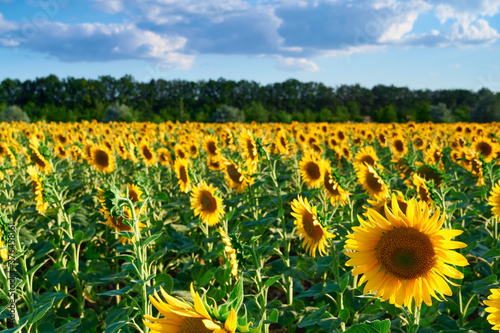 sunflower - bright field with yellow flowers, beautiful summer landscape in sunset