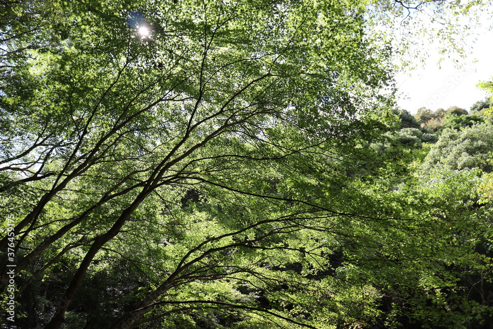 Fototapeta premium 深緑の道の風景