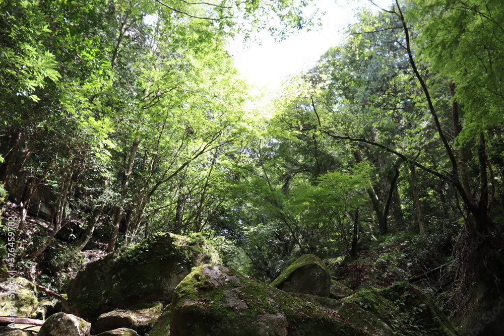 深緑の道の風景