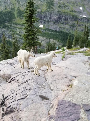 mountain goats in Glacier National Park