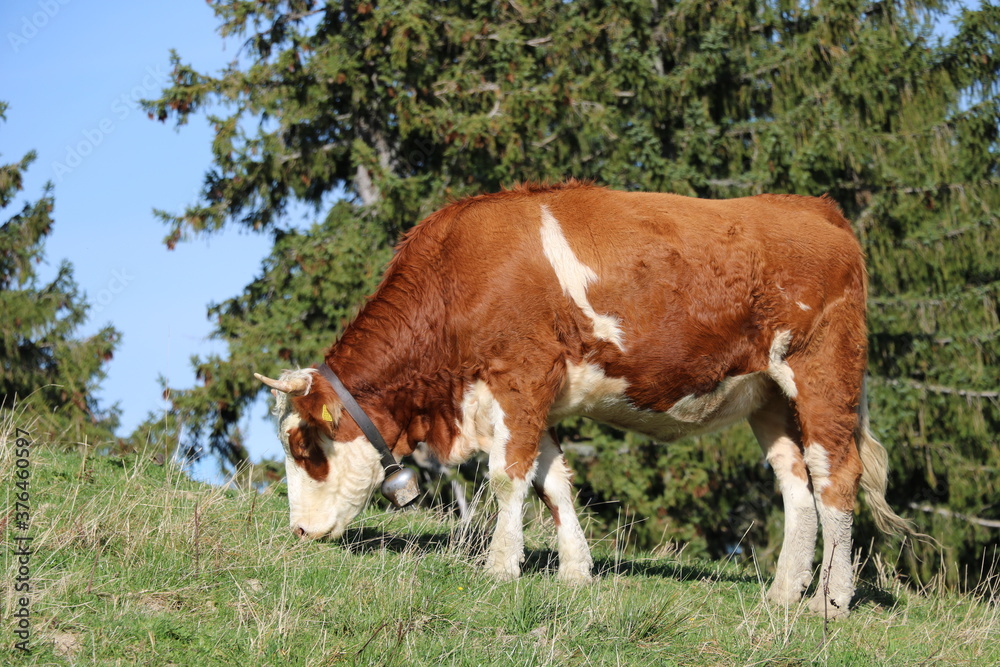 Cows on Blomberg Mountain, Bad Tölz, Upper Bavaria, Germany Cows on Blomberg Mountain, Bad Tölz, Upper Bavaria, Germany