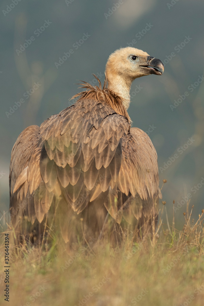 A griffon vulture (Gyps fulvus) A griffon vulture (Gyps fulvus)