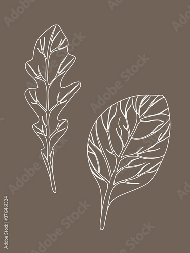 Arugula rucola (rocket salad) and spinach. Leaves isolated on beige background. Line Vector illustration. Fresh herbs. Vegetarian Ingredient. Organic food. Logo, packaging, print, market store