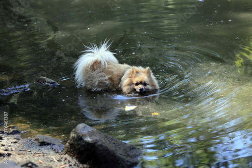 Fototapeta Naklejka Na Ścianę i Meble -  Dog is playing in the water of a dirty lake.