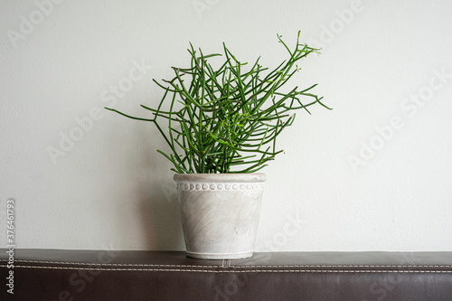 Euphorbia tirucalli Linn plant in gray pot. photo