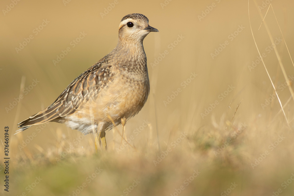 A dotterel (Charadrius morinellus) during its migration in Catalonia A dotterel (Charadrius morinellus) during its migration in Catalonia