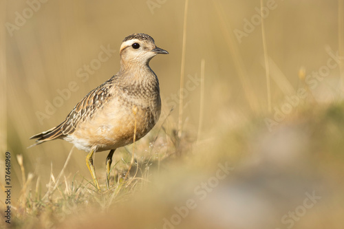 A dotterel (Charadrius morinellus) during its migration in Catalonia