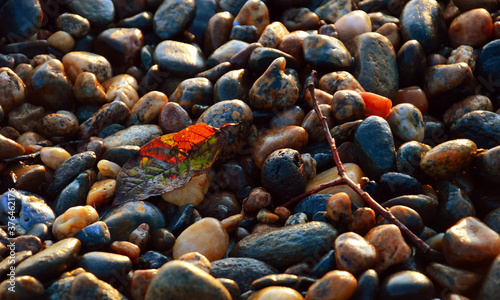 Fototapeta Naklejka Na Ścianę i Meble -  Colorful pebbles of Lake Baikal. Fallen multi-colored leaf of a plant among colored stones. Autumn is coming