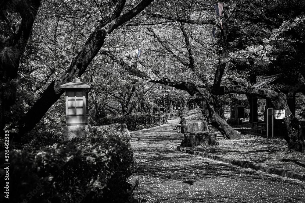 桜が咲く公園の白黒写真
