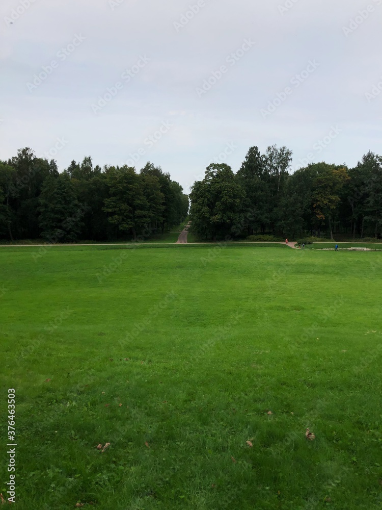 Beautiful landscape trees in a summer Park