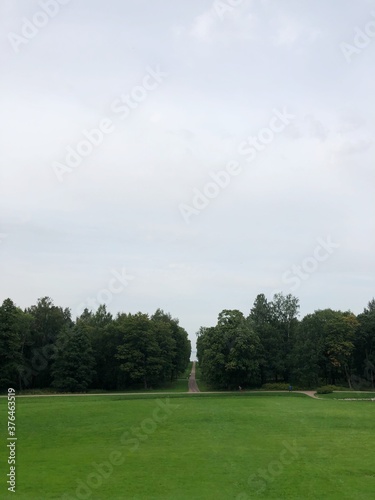 Beautiful landscape trees in a summer Park