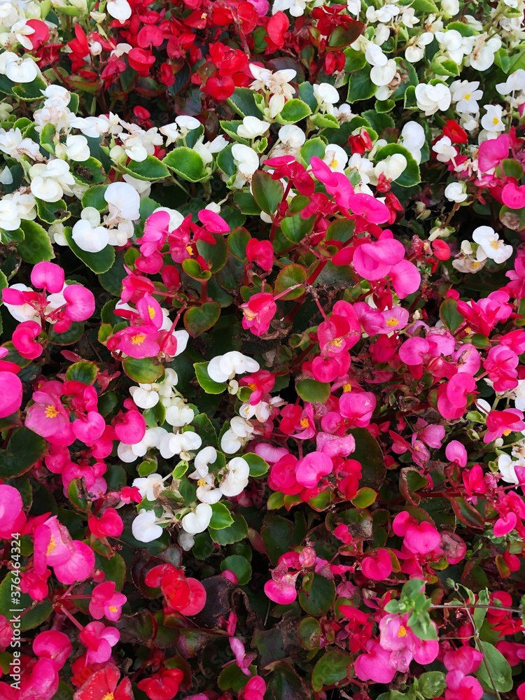 Beautiful white and pink flowers in a flower bed Beautiful white and pink flowers in a flower bed