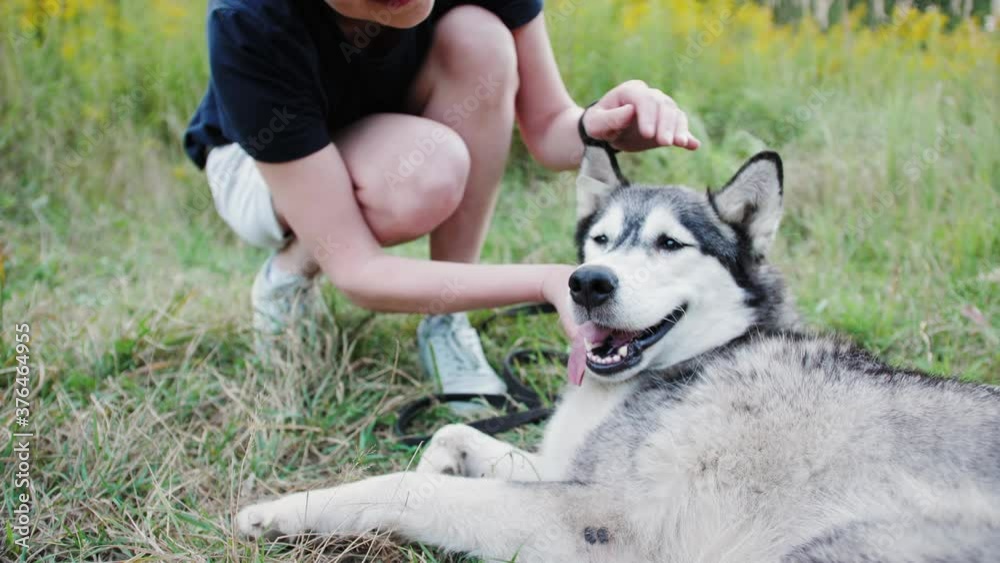 Volunteer walking with dog. Dog husky lying in grass. Stroll in the park with dog. People, Animals, Volunteering And Helping Concept. Volunteer walking with dog. Dog husky lying in grass. Stroll in the park with dog. People, Animals, Volunteering And Helping Concept.