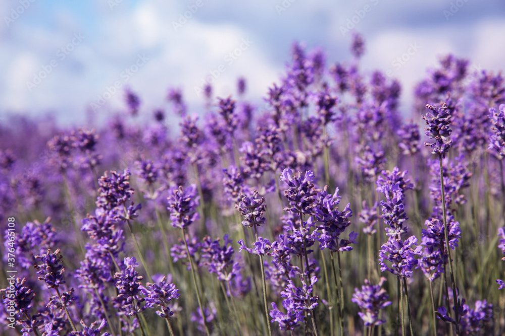 Beautiful lavender flowers growing in field, closeup