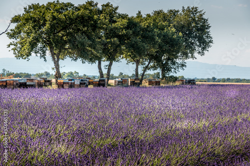 Wallpaper Mural Champ de lavande en Provence Torontodigital.ca