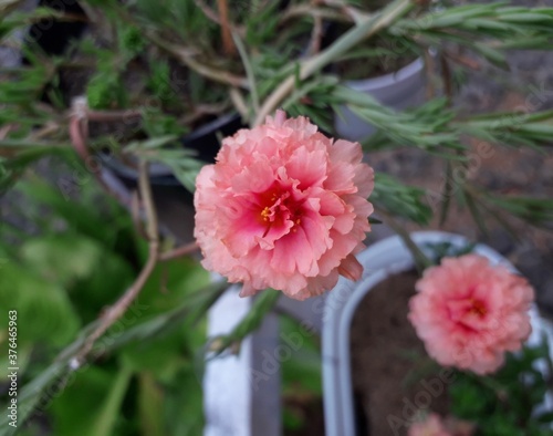 pink peony flower