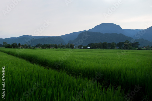 Sunset landscape There are high mountains surrounding the rice fields. The beauty of nature The rice plant is growing
