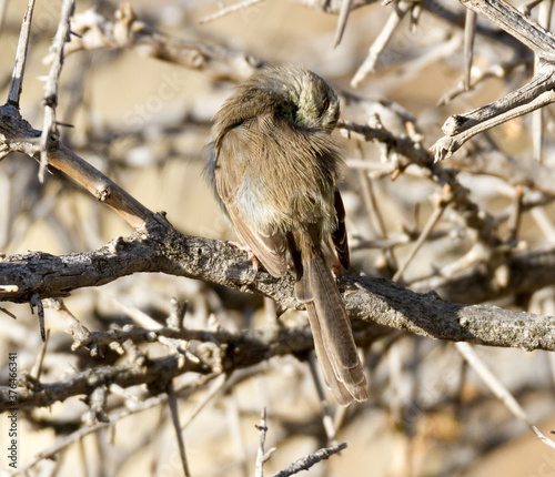 Karoo National Park South Africa: Namaqua Warbler
 photo